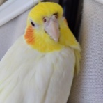 キャンサージャーニー1（トリプルネガティブ乳がん）