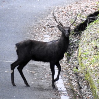 土佐料理　旬の鰹がゆく！