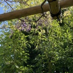 和を着る。楽しむ。はんなりのブログ