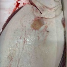 本日のおすすめ