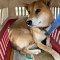 熊本のリンちゃん