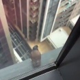高層階の窓の外から、翼をたたんだままビルの谷間へダイブする鳥「3、2、1、行ったれ！」【海外の反応】