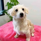 『【子犬】かけるくん 里親募集を開始いたしました（ミニチュアダックスフンド系MIX）』の画像