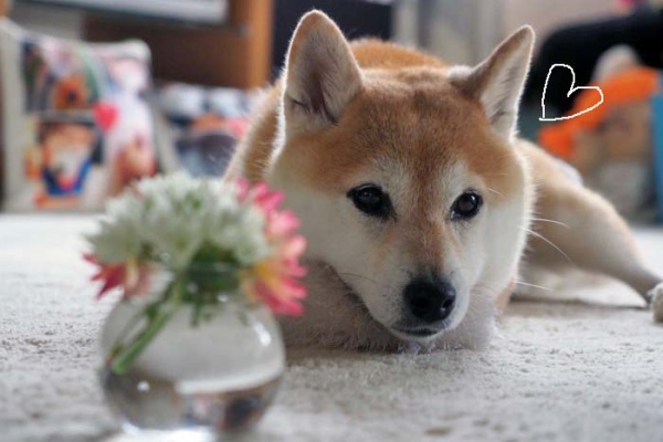 湘南凸凹柴wan日記 ニラの花 Powered By ライブドアブログ