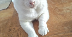 やさしいジャガー しろた