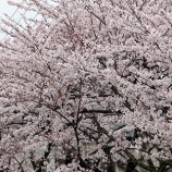『待ち焦がれた桜が満開　でもパラパラと雨が…』の画像