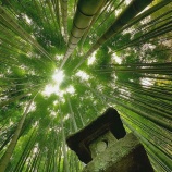 『母と句会（前編）』の画像