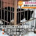 「どうしたらいいのか頭の中、パニックです」民家の物置小屋の中でクマが眠っている