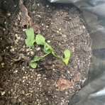 団地ベランダ菜園リボベジ＠おいもちゃま