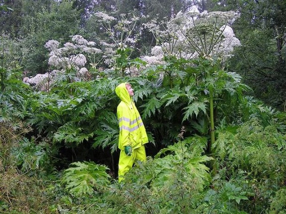 フィンランド「お前らの自然に潜む最も危険な動植物って何？」