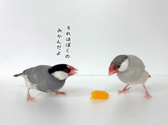 みかんを半分こに