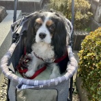 黄昏時の落としもの