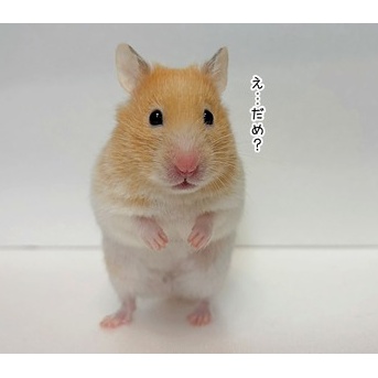 今日のプリン(12/2追記)