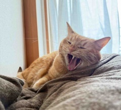 猫がCKDステージ3と言われたのに数値が正常に戻った話【2匹の体験】 