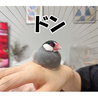 レモン文鳥の２週間後