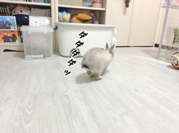 うさぎのルリ(2/16追記)