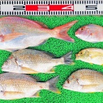 竹村貸舟店【高知県 浦ノ内湾～宇佐～須崎市横浪半島沖の船釣り】釣果情報 & ブログ