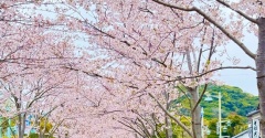 雨の鎌倉の桜