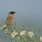 birdpapaの鳥遊録Ⅱ