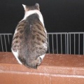 猫に小判を与えたら。 埋蔵金：千九百拾弐両　そしてぇ・・・またぁ・・・。