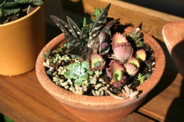 庭作業備忘録 11年10月