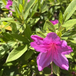 千葉の熱血税理士税金のくろちゃん