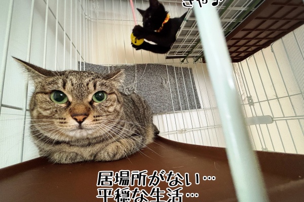 シュウさま専用ページ それが猫の性 : 猫とお酒と日々のこと Powered by ライブドアブログ