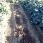 果樹と野菜の栽培時々釣り、横須賀(新)