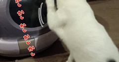 狙われる枕。と、インコカラーの翼つくりました。