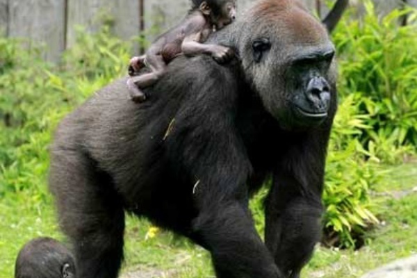 あのゴリラを覚えてますか 永遠の破片