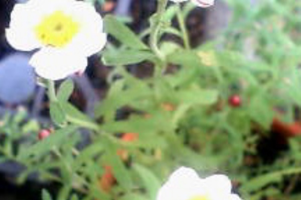 こそっと菜園 花かんざし