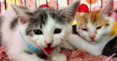 昨日は秘密結社ねこのひげ譲渡会♪
