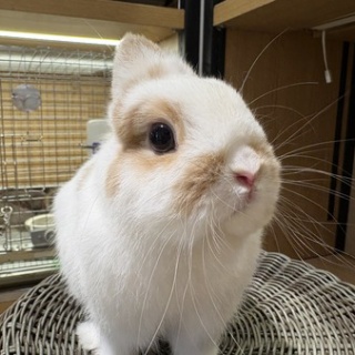 うさぎブログ　うさぎのしっぽ公式ブログ「日々しっぽ」