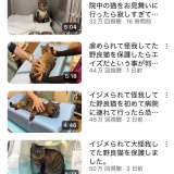 【朗報】もちまる日記さん、新猫加入で3匹体制に移行 ”無限保護ねこ編”に突入
