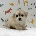 新しいわんちゃんの紹介です🐶