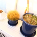 てきとう自然観察記録