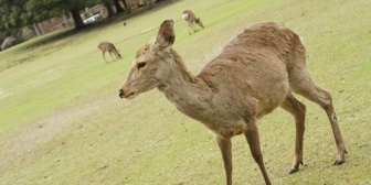 【息子が可愛すぎる】奈良公園にて鹿せんべいを買って息子(5才)に渡した結果…