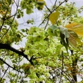 4月9日（木）の花🌸三昧•4…造幣局桜の通り抜け2
