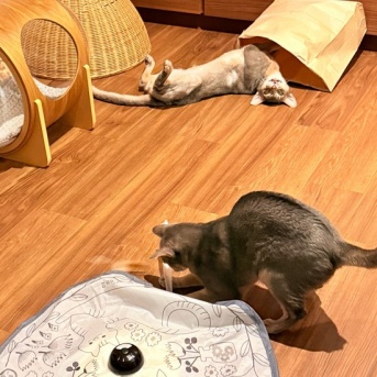 遊ぶ坊と、へそ天ぼくちん