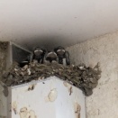 サービスエリアでの出会い🐤