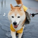 湘南凸凹柴WAN日記