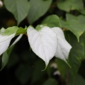 〇〇山麓で花活