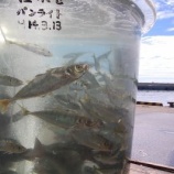 『島での生活』の画像