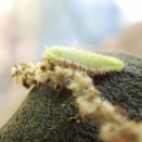 赤蜆幼虫　下蝶風ゲッツ