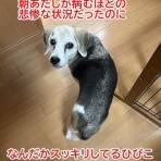 ガオだらけな日々　