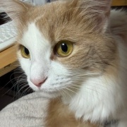 食物花粉アレルギーのお話と今朝の庭で衝撃を受けたこと