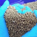 二次関税ならブラジル農業直撃＝ロシア産肥料依存が招くリスク
