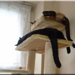 猫的下僕生活