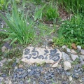 ずいぶん花が咲きました