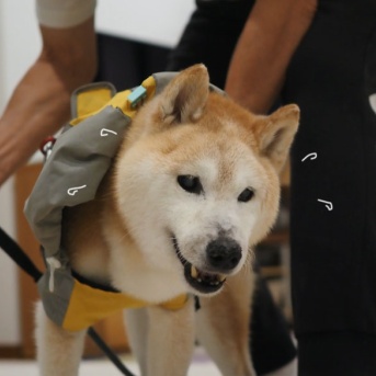 雨でも行かねばならぬシニア犬！